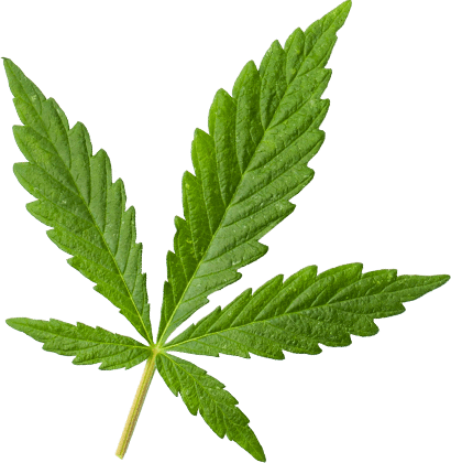 https://www.drrxmmcsf.com/wp-content/uploads/2018/12/marijuana_leaf_extra_large.png